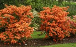 Gibraltar Azalea (Rhododendron) - 3 Gallon Pot -Cheap US Topiary Plant Store Rhododendron Gibraltar 1