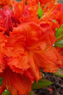 Gibraltar Azalea (Rhododendron) - 3 Gallon Pot -Cheap US Topiary Plant Store Rhododendron Gibraltar 4