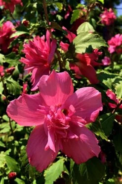 Lucy Rose Of Sharon (Single Trunk Tree) - 7 Gallon Pot (4-5') -Cheap US Topiary Plant Store Rose Of Sharon Lucy 13