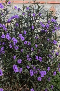 Purple Showers Mexican Petunia - Ruellia - 3 Gallon Pot 10 Purple Showers Mexican Petunia - Ruellia - 3 Gallon Pot -Cheap US Topiary Plant Store Ruellia Purple Showers 10
