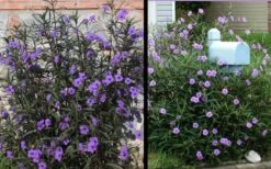 Purple Showers Mexican Petunia - Ruellia - 3 Gallon Pot 11 Purple Showers Mexican Petunia - Ruellia - 3 Gallon Pot -Cheap US Topiary Plant Store Ruellia Purple Showers 2