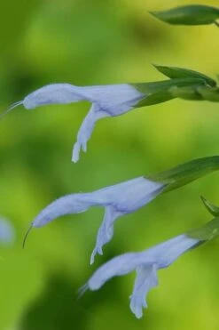 Argentine Skies Salvia (Hummingbird Sage) - 1 Gallon Pot -Cheap US Topiary Plant Store Salvia Argentine Skies 1