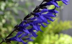 Black And Blue Salvia (Blue Anise Sage) - Salvia Guaranitica - 6 Pack Of 1 Gallon Pots -Cheap US Topiary Plant Store Salvia Black And Blue 1