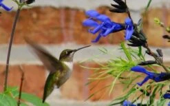 Black And Blue Salvia (Blue Anise Sage) - Salvia Guaranitica - 6 Pack Of 1 Gallon Pots -Cheap US Topiary Plant Store Salvia Black And Blue 2