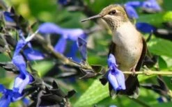 Black And Blue Salvia (Blue Anise Sage) - Salvia Guaranitica - 6 Pack Of 1 Gallon Pots -Cheap US Topiary Plant Store Salvia Black And Blue 3