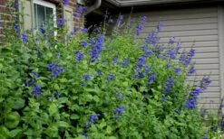 Black And Blue Salvia (Blue Anise Sage) - Salvia Guaranitica - 6 Pack Of 1 Gallon Pots -Cheap US Topiary Plant Store Salvia Black And Blue 6