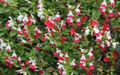 Hot Lips Sage - Salvia Microphylla - 7.5" Pot -Cheap US Topiary Plant Store Salvia Hot Lips 13