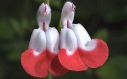 Hot Lips Sage - Salvia Microphylla - 7.5" Pot -Cheap US Topiary Plant Store Salvia Hot Lips 15