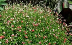 Hot Lips Sage - Salvia Microphylla - 7.5" Pot -Cheap US Topiary Plant Store Salvia Hot Lips 17