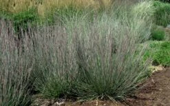 Carousel Little Bluestem Grass (Schizachyrium Scoparium) - 1 Gallon Pot -Cheap US Topiary Plant Store Schizachyrium scoparium carousel little bluestem grass 8