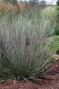 Carousel Little Bluestem Grass (Schizachyrium Scoparium) - 1 Gallon Pot -Cheap US Topiary Plant Store Schizachyrium scoparium carousel little bluestem grass 9