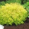 Gold Mound Spirea - 3 Gallon Pot