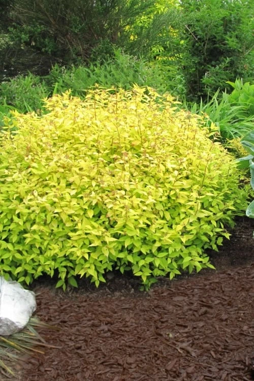Gold Mound Spirea - 3 Gallon Pot 1 Gold Mound Spirea - 3 Gallon Pot