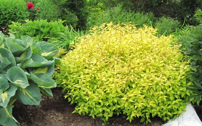 Gold Mound Spirea - 3 Gallon Pot 6 Gold Mound Spirea - 3 Gallon Pot - Image 6