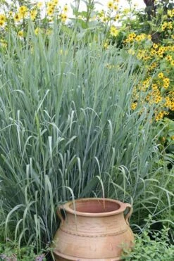 Heavy Metal Switch Grass (Panicum Virgatum) - 6 Pack Of 1 Gallon Pots -Cheap US Topiary Plant Store Switch Heavy Metal