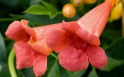 Madame Galen Trumpet Vine (Campsis) - 1 Gallon Pot -Cheap US Topiary Plant Store Trumpet Vine Madame Galen Flowers