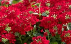 EnduraScape Red Verbena - 5 Pack Of Pint Pots -Cheap US Topiary Plant Store Verbena EnduraScape Red