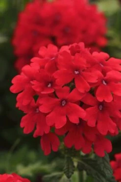 EnduraScape Red Verbena - 5 Pack Of Pint Pots -Cheap US Topiary Plant Store Verbena EnduraScape Red 7