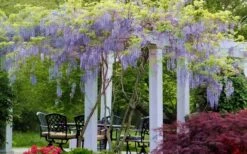 Blue Moon Wisteria Vine - 2 Gallon Pot -Cheap US Topiary Plant Store Wisteria Blue Moon 15