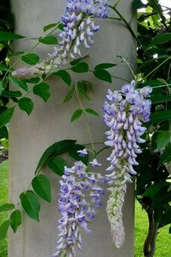 Blue Moon Wisteria Vine - 2 Gallon Pot -Cheap US Topiary Plant Store Wisteria Blue Moon 5