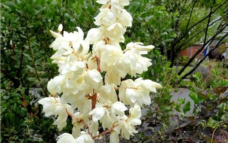 Color Guard Yucca - 2 Gallon Pot 6 Color Guard Yucca - 2 Gallon Pot - Image 6