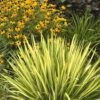 Color Guard Yucca - 2 Gallon Pot