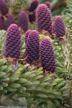 Horstmann's Silberlocke Korean Fir - 2 Gallon Pot -Cheap US Topiary Plant Store abies koreana hortmanns silberlocke korean fir 3 1