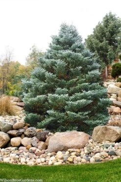 Horstmann's Silberlocke Korean Fir - 2 Gallon Pot -Cheap US Topiary Plant Store abies koreana hortmanns silberlocke korean fir 6 1