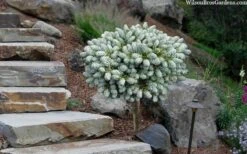 Ice Breaker Korean Fir (Single Trunk Topiary) - 3 Gallon Pot -Cheap US Topiary Plant Store abies koreana kouhouts ice breaker korean fir 2 1