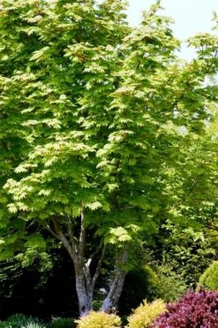 Vine Maple (Acer Circinatum) - 5 Gallon Pot -Cheap US Topiary Plant Store acer circinatum vine maple 11