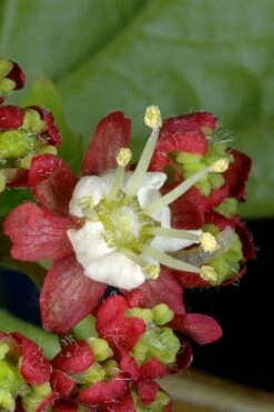 Vine Maple (Acer Circinatum) - 5 Gallon Pot -Cheap US Topiary Plant Store acer circinatum vine maple 13