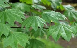 Vine Maple (Acer Circinatum) - 5 Gallon Pot -Cheap US Topiary Plant Store acer circinatum vine maple 3
