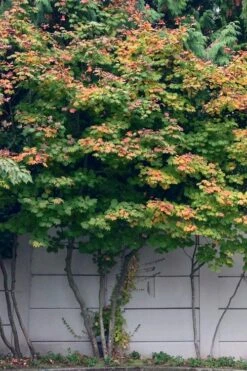 Vine Maple (Acer Circinatum) - 5 Gallon Pot -Cheap US Topiary Plant Store acer circinatum vine maple flowers 21