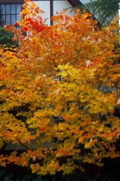 Vine Maple (Acer Circinatum) - 5 Gallon Pot -Cheap US Topiary Plant Store acer circinatum vine maple flowers 25