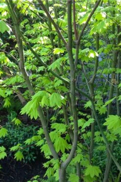 Vine Maple (Acer Circinatum) - 5 Gallon Pot -Cheap US Topiary Plant Store acer circinatum vine maple flowers 26