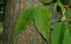 Box Elder Maple Tree (Acer Negundo) - 3 Gallon Pot -Cheap US Topiary Plant Store acer negundo box elder ash maple 2