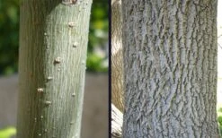 Box Elder Maple Tree (Acer Negundo) - 3 Gallon Pot -Cheap US Topiary Plant Store acer negundo box elder maple bark