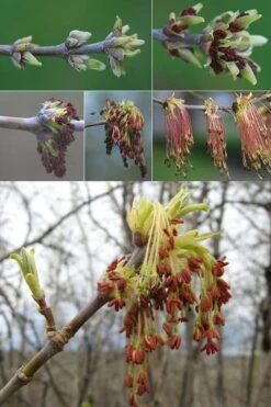 Box Elder Maple Tree (Acer Negundo) - 3 Gallon Pot -Cheap US Topiary Plant Store acer negundo box elder maple tree flowers