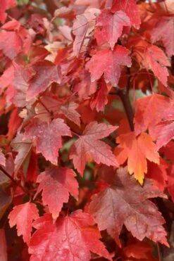 Native Red Maple Tree (Acer Rubrum) - 1 Gallon Pot -Cheap US Topiary Plant Store acer rubrum red maple 3