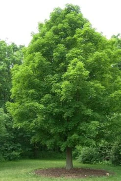 Native Red Maple Tree (Acer Rubrum) - 1 Gallon Pot -Cheap US Topiary Plant Store acer rubrum red maple tree 1