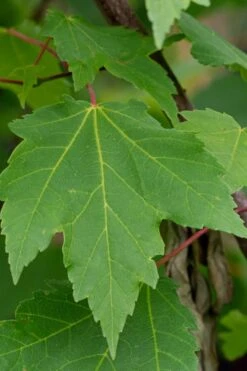 Native Red Maple Tree (Acer Rubrum) - 1 Gallon Pot -Cheap US Topiary Plant Store acer rubrum red maple tree 3