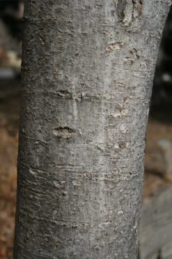 Native Red Maple Tree (Acer Rubrum) - 1 Gallon Pot -Cheap US Topiary Plant Store acer rubrum red maple tree 4