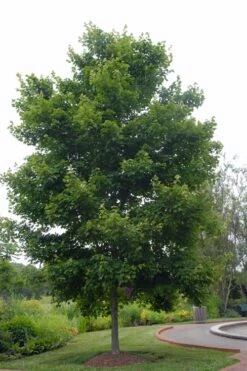 Native Red Maple Tree (Acer Rubrum) - 1 Gallon Pot -Cheap US Topiary Plant Store acer rubrum red maple tree 5