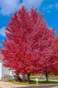 Native Red Maple Tree (Acer Rubrum) - 1 Gallon Pot -Cheap US Topiary Plant Store acer rubrum red maple tree 6