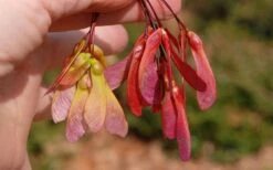 Native Red Maple Tree (Acer Rubrum) - 1 Gallon Pot -Cheap US Topiary Plant Store acer rubrum red maple tree 7