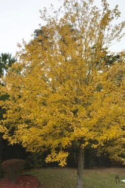 Native Red Maple Tree (Acer Rubrum) - 1 Gallon Pot -Cheap US Topiary Plant Store acer rubrum red maple tree 8