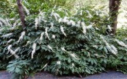 Roger's White Bottlebrush Buckeye (Aesculus Parviflora) - 1 Gallon Pot -Cheap US Topiary Plant Store aesculus parviflora serotina rogers white buckeye 2