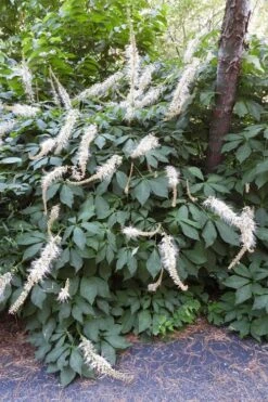 Roger's White Bottlebrush Buckeye (Aesculus Parviflora) - 1 Gallon Pot -Cheap US Topiary Plant Store aesculus parviflora serotina rogers white buckeye 3