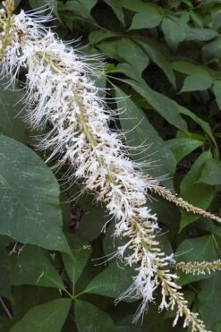 Roger's White Bottlebrush Buckeye (Aesculus Parviflora) - 1 Gallon Pot -Cheap US Topiary Plant Store aesculus parviflora serotina rogers white buckeye 5