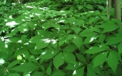 Roger's White Bottlebrush Buckeye (Aesculus Parviflora) - 1 Gallon Pot -Cheap US Topiary Plant Store aesculus parviflora serotina rogers white buckeye 6